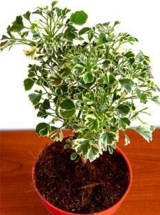 Aralia Miniature Variegated in 4 inches Nursery Pot