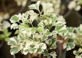Aralia Miniature White - Aralia Plant in 4 inches Nursery Pot