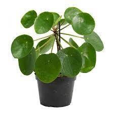 Chinese Money Plant in 4 inches Nursery Pot