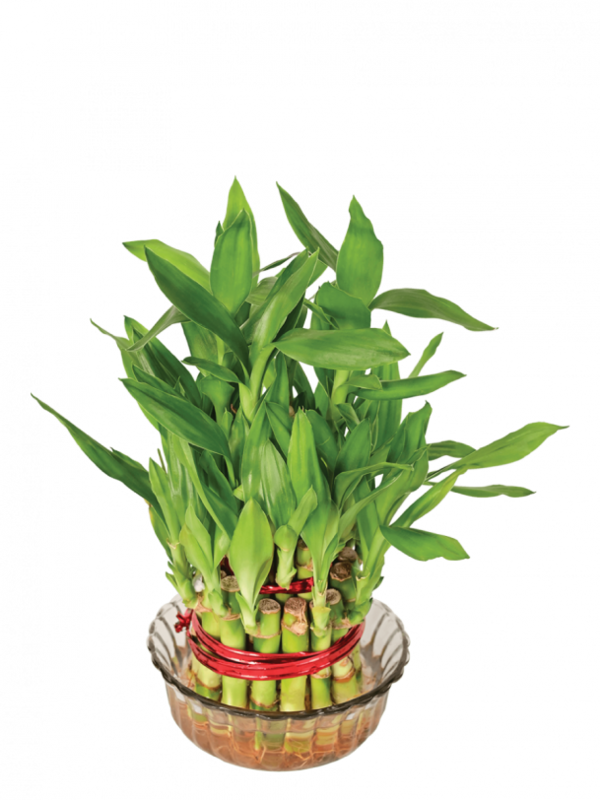 2 Layers Lucky Bamboo in Glass Bowl