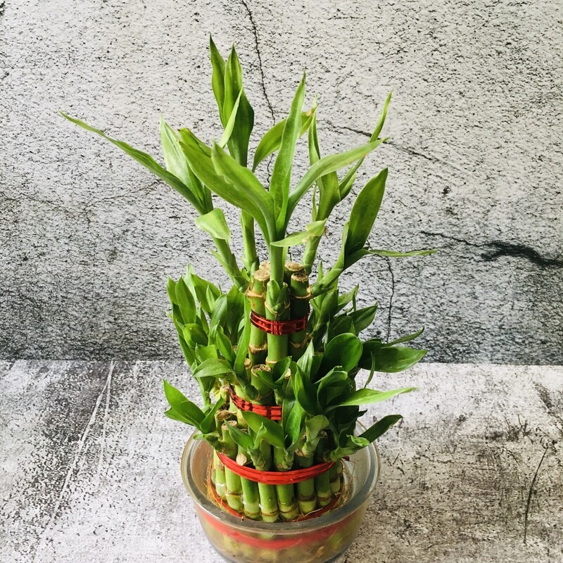 3 Layers Lucky Bamboo in Glass Bowl