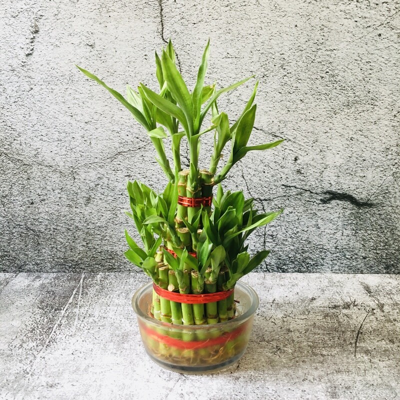 3 Layers Lucky Bamboo in Glass Bowl
