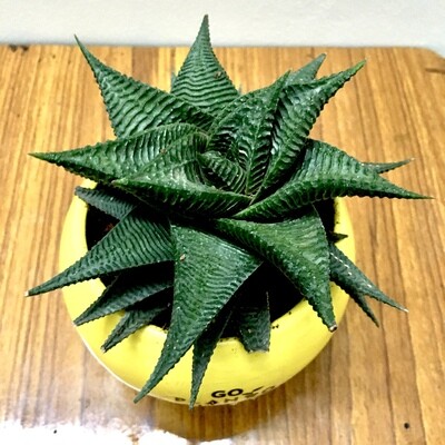 Aloe Star in 4 inches Apple Planter - Multi Color