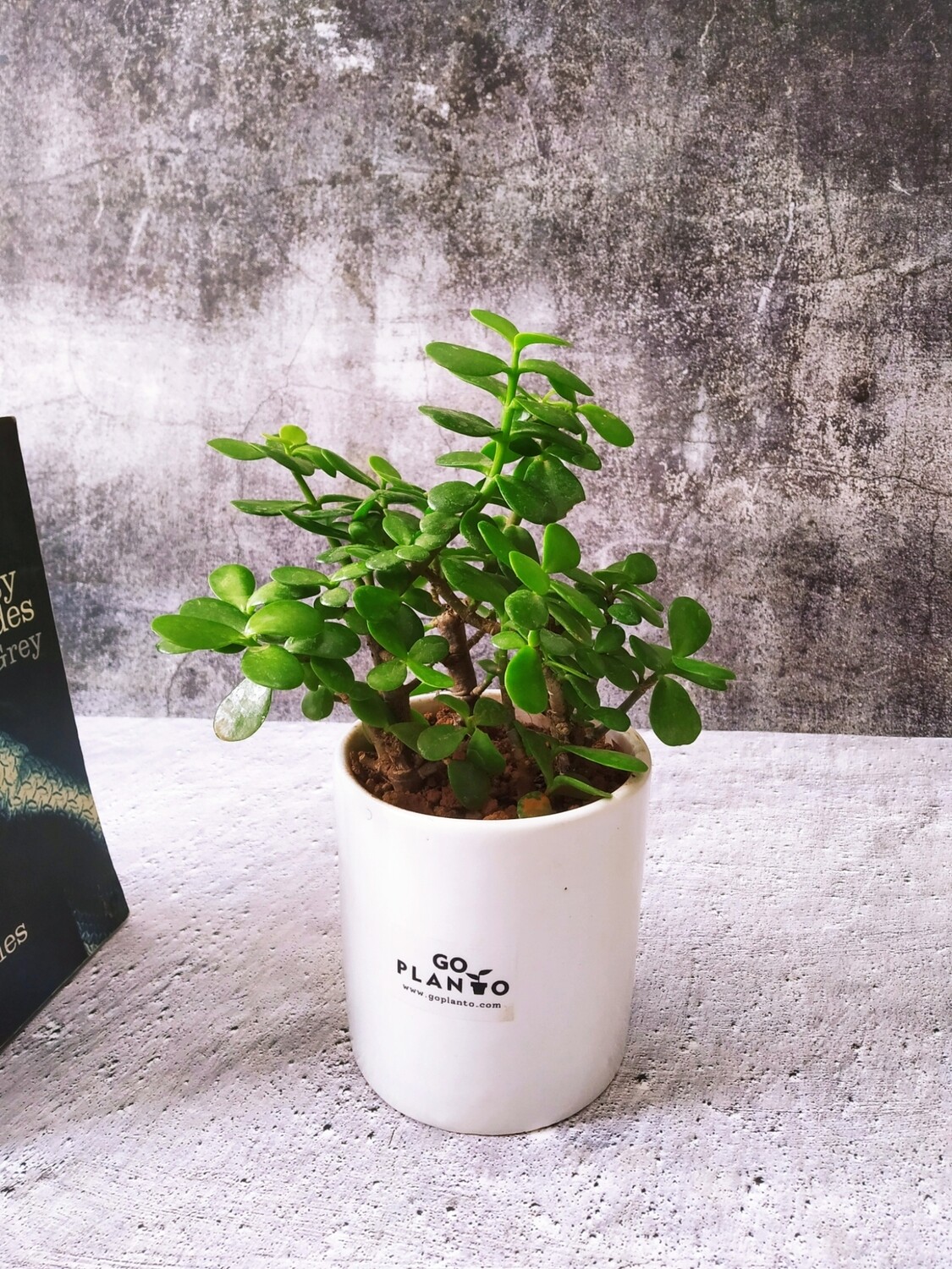 Jade Plant Small Leaf in 4 inches Cylinder Pot with Ceramic Saucer