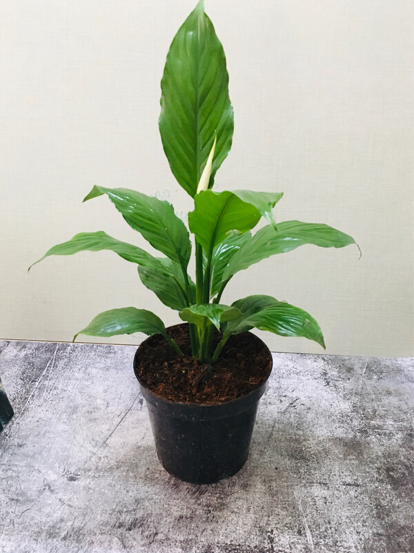 Peace lily Long Leaf in 6 inches Nursery Pot
