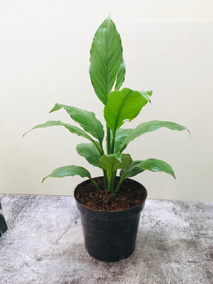 Peace lily Long Leaf in 6 inches Nursery Pot