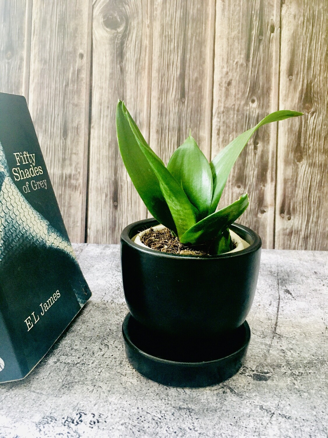 Sansevieria Pitch Green - Snake Plant in Round 4" Egg Pot with Saucer