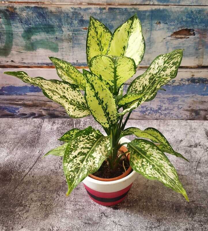 Aglaonema Snow White - Chinese Evergreen in 5 inches Designer Ceramic Pot
