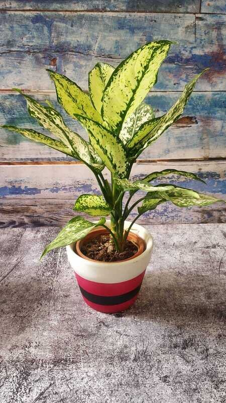 Aglaonema Snow White - Chinese Evergreen in 5 inches Designer Ceramic Pot