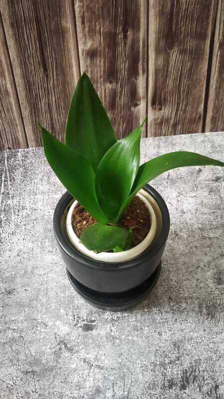 Sansevieria Green - Snake Plant in Round 4" Ceramic Pot with Saucer