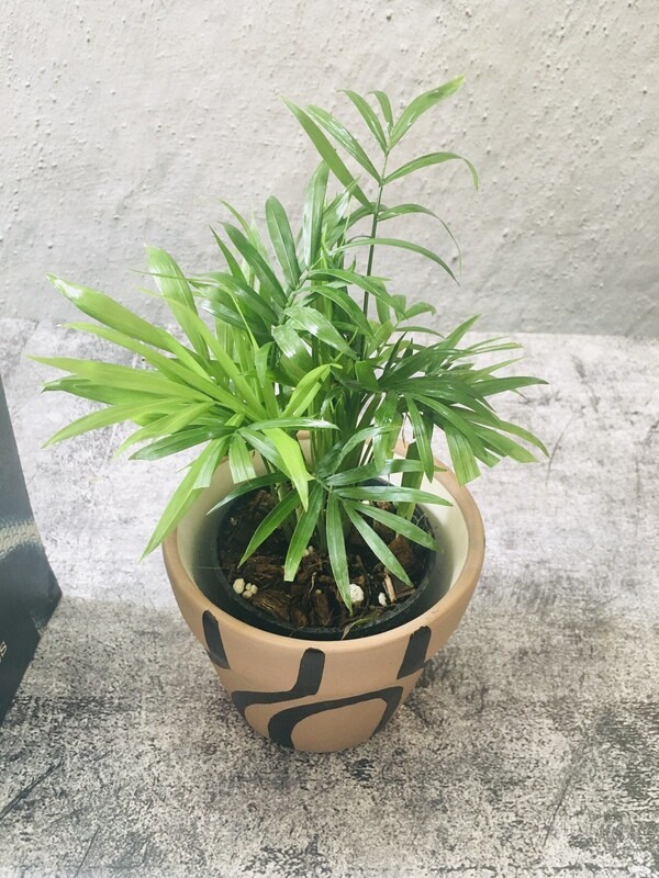 Chamaedorea Palm Plant in 5 inches Ceramic Pot