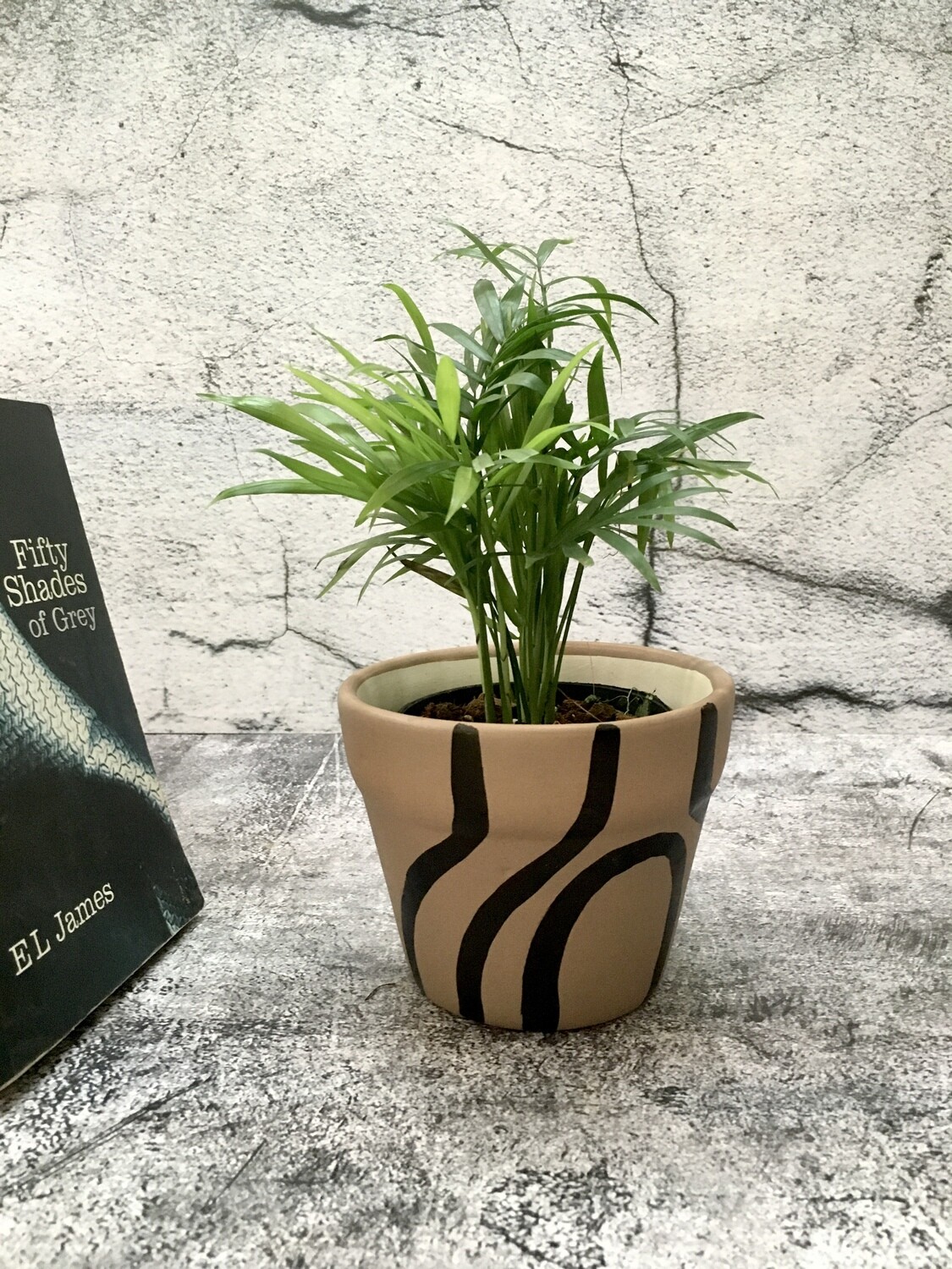 Chamaedorea Palm Plant in 5 inches Ceramic Pot