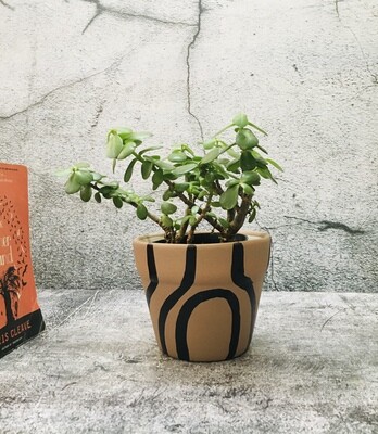 Jade Plant in Graphic 5" Design Ceramic Pot