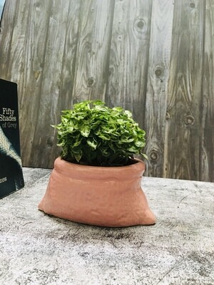 Syngonium Mini Pixie in 4 inches Ceramic Sack Planter