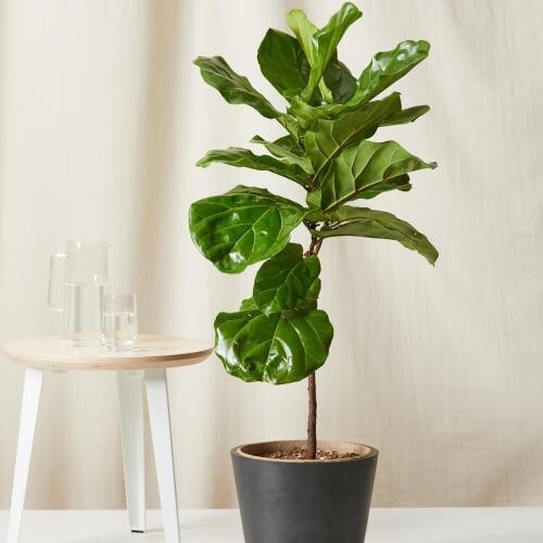 Ficus Lyrata - Fiddle-Leaf Fig in 10 inches Nursery Pot-2" Tall