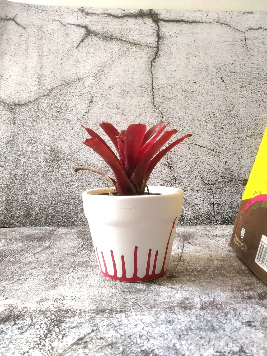 Bromeliad Red Plant in Red Stream 5" Design Ceramic Pot