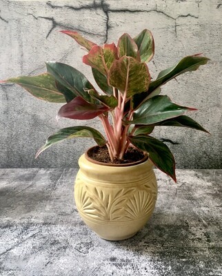 Aglaonema Red- Chinese Evergreen in Creamy Matka 6" Ceamic Pot