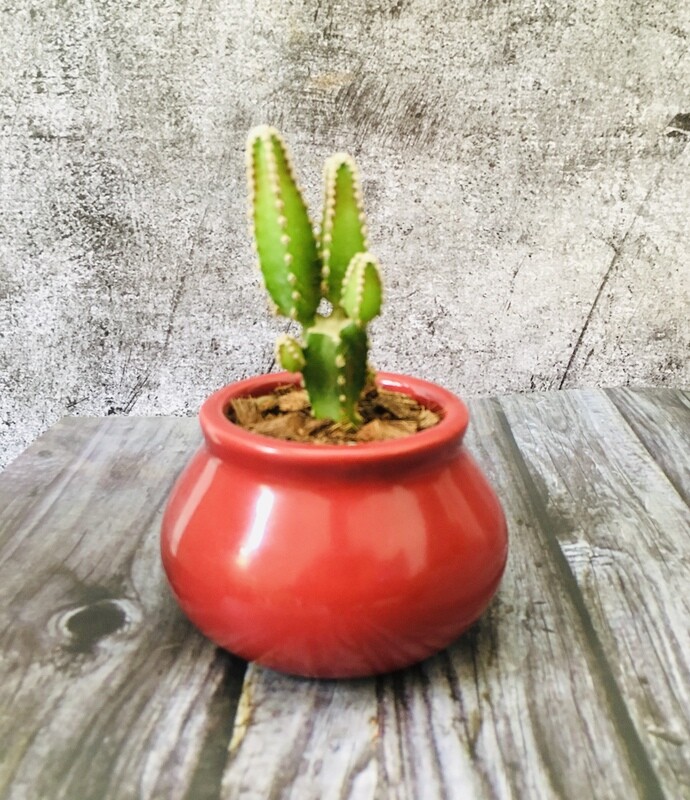 Apple Cactus in Ceramic Matka 3" Polished Pot