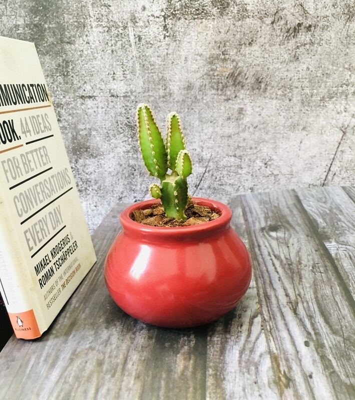 Apple Cactus in Ceramic Matka 3&quot; Polished Pot