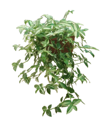 Variegated Spider Wort Plant in 7 inches Nursery Hanging Basket