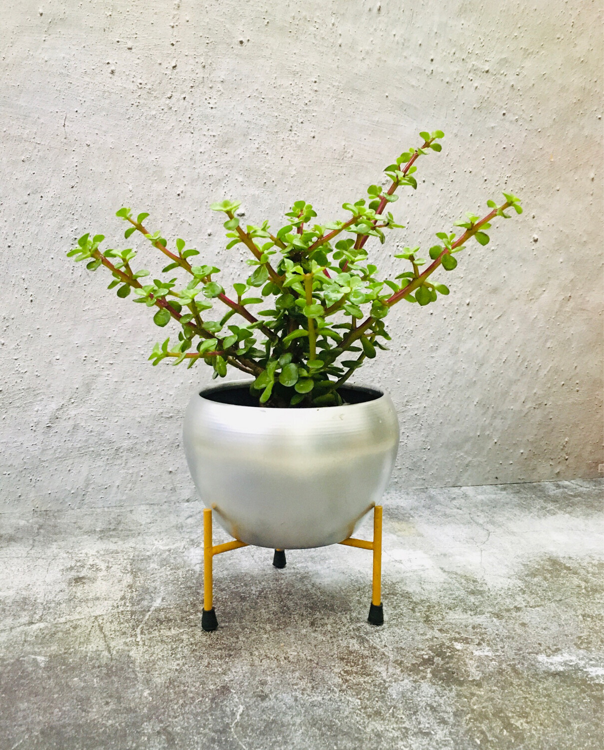 Jade Plant in Metal Apple Pot with Stand