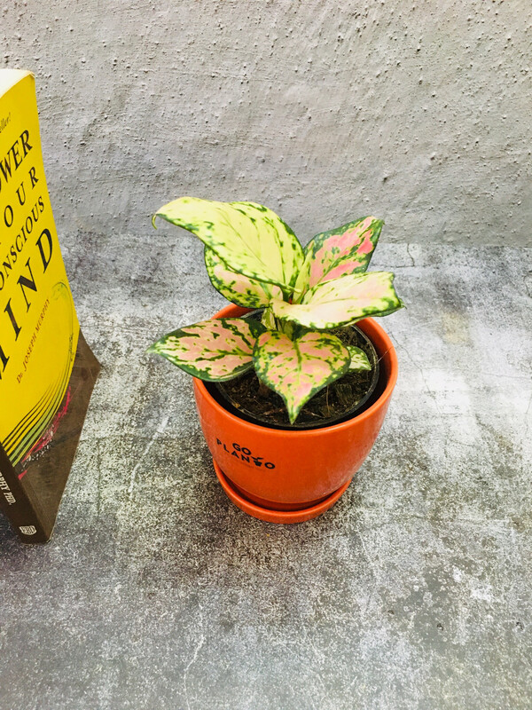 Aglaonema Lipstick - Chinese Evergreen in Glossy Pot with Saucer