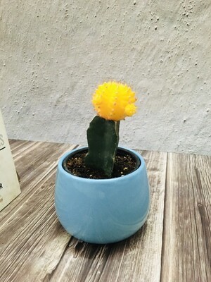 Moon Cactus in 4 inches Unami Bowl
