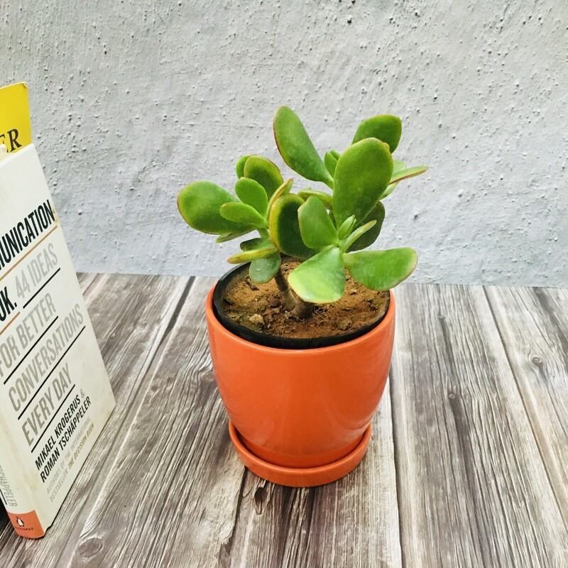 Jade Succulent in Ceramic Pot