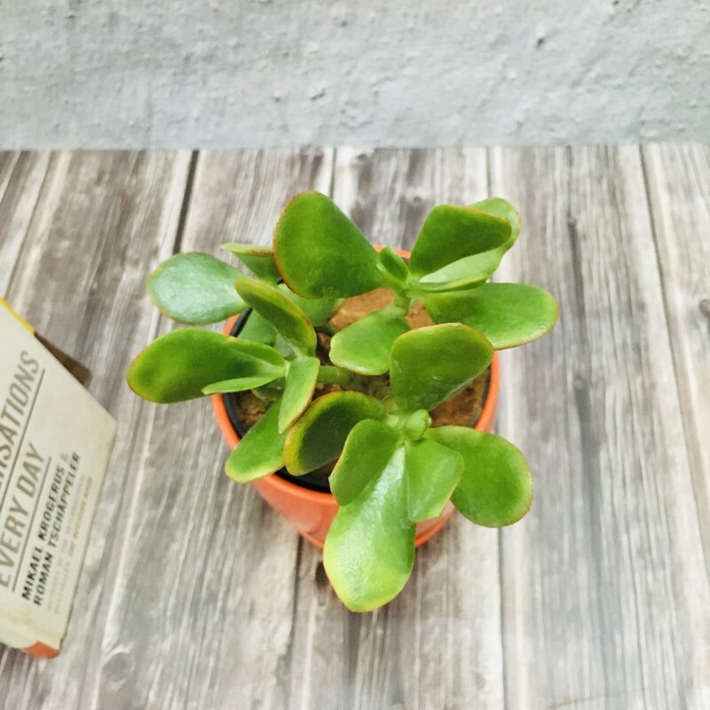 Jade Succulent in Ceramic Pot