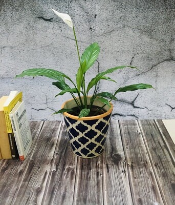 Peace Lily, Spathiphyllum Indoor Air Purify Plant (Long Leaf) in 5 inches Ceramic Pot