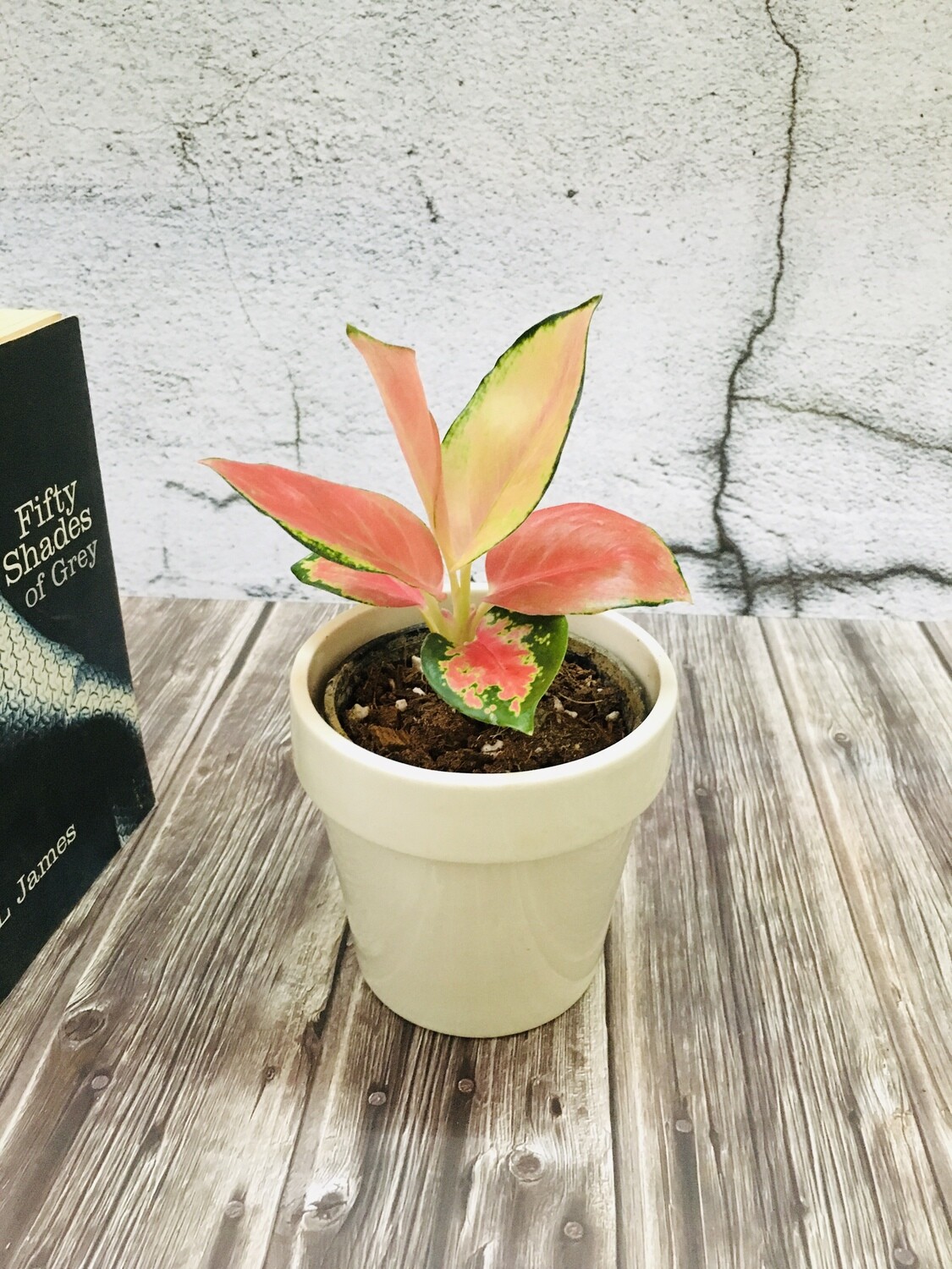 Aglaonema Red Charm- Chinese Evergreen in Stackable 4.5inch Glazed - White Ceramic Pot