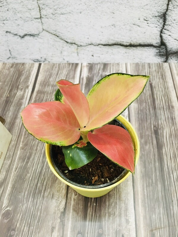 Aglaonema Red Charm- Chinese Evergreen in 4 inches Plastic Tank Pot