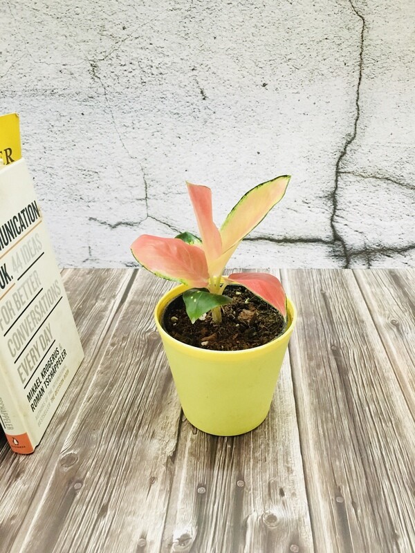 Aglaonema Red Charm- Chinese Evergreen in 4 inches Plastic Tank Pot