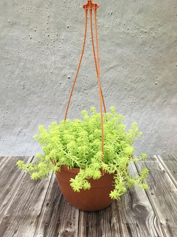 Sedum in 7 inches Hanging basket