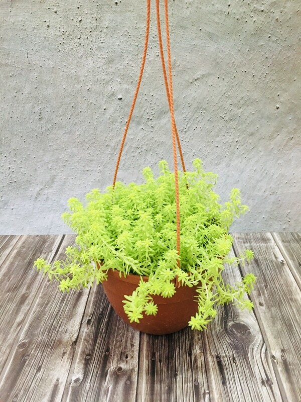 Sedum in 7 inches Hanging basket