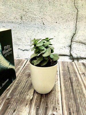 Jade Plant in Ceramic Cup