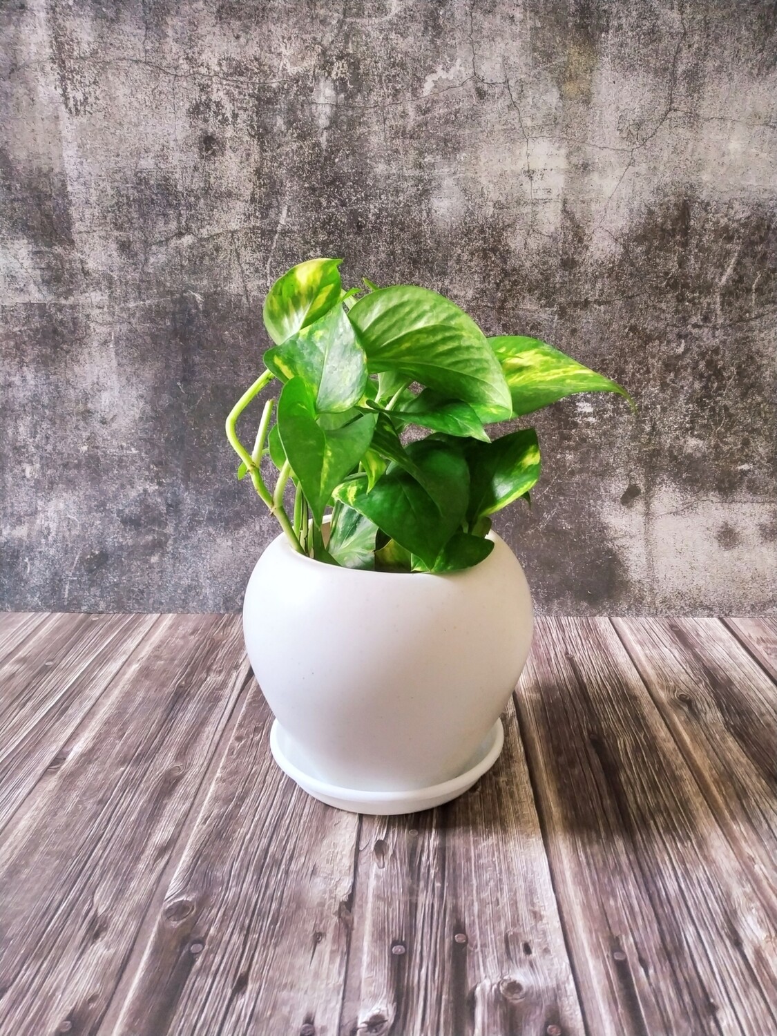 Money Plant Green in 6 inches Apple Pot with Tray