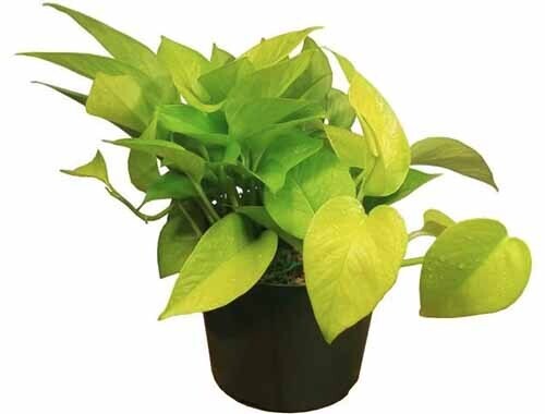Money Plant Golden in 8 inches Nursery Pot