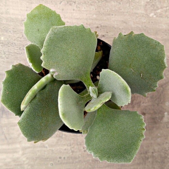 Kalanchoe Millotti in 3 inches Nursery Pot