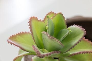 Kalanchoe Pinnata in 3 inches Nursery Pot