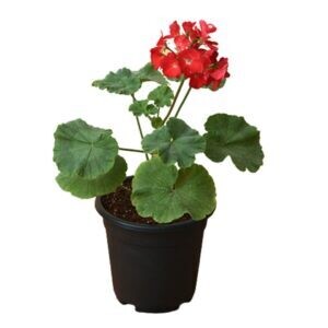 Geranium Shrub in 6 inches Nursery Pot