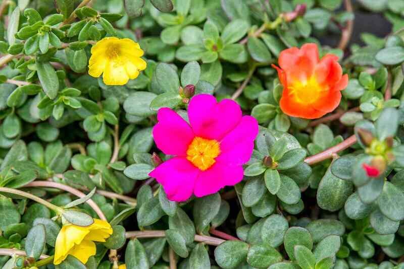 Table (Moss) Rose Plant in 4 inches Nursery Pot