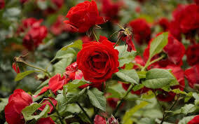 Rose Plant in 6 inches Nursery Pot