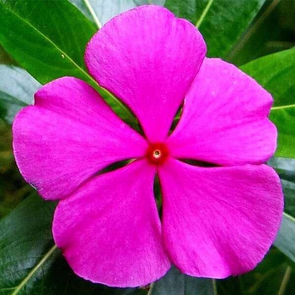 Vinca Plant in 4 inches Nursery Pot