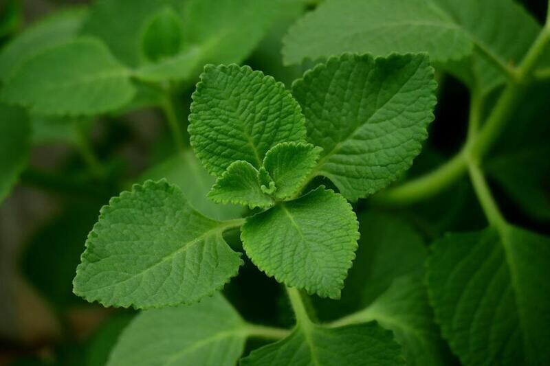 Ajwain Plant in 4 inches Nursery Pot
