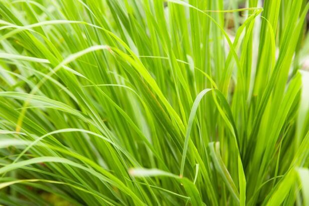 Lemon Grass plant in 4 inches Nursery Pot