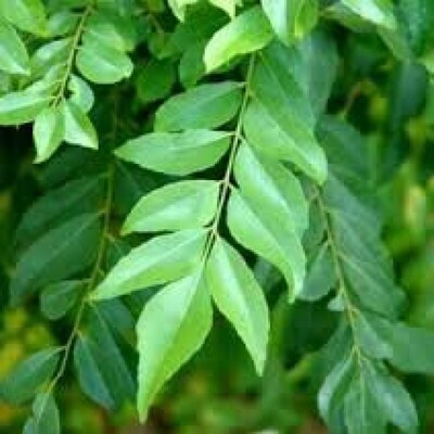 Curry leaves Plant in 4 inches Nursery Pot