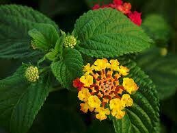 Lantana Plant in 4 inches Nursery Pot