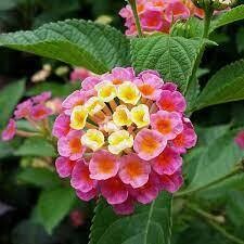 Lantana Plant in 4 inches Nursery Pot