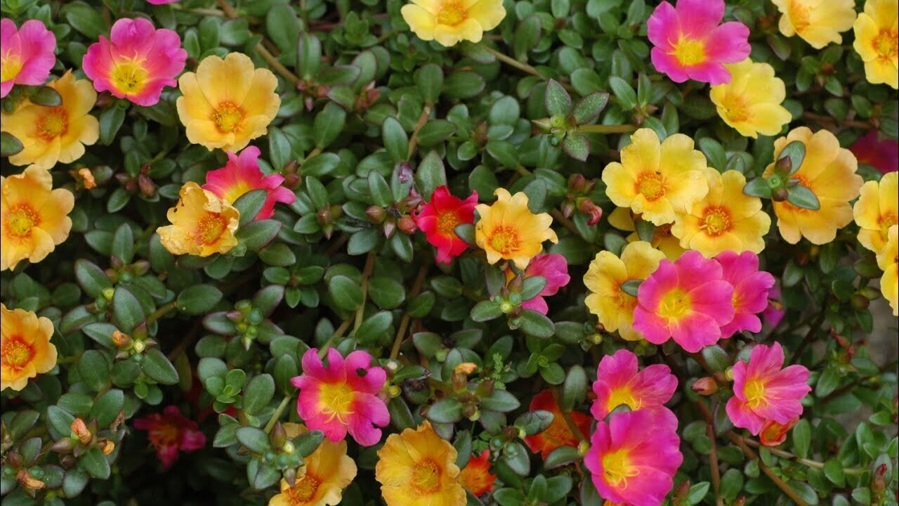 Table (Moss) Rose Plant in 4 inches Nursery Pot